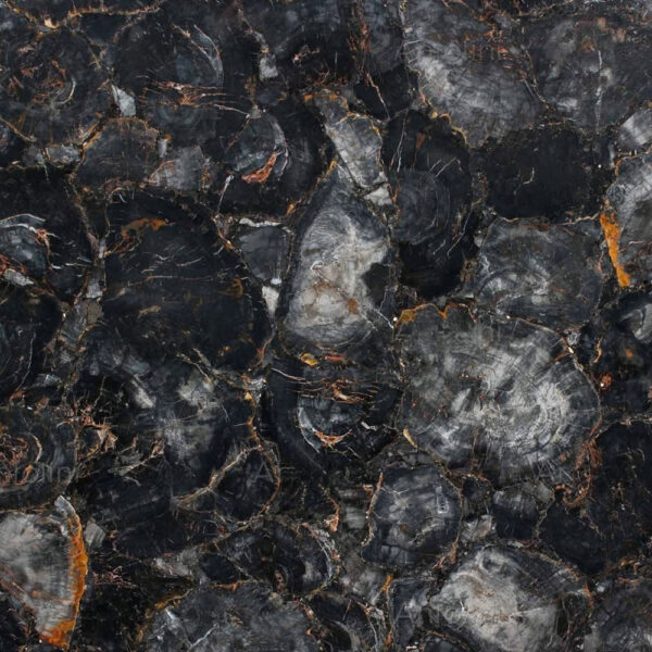 Black Petrified Wood