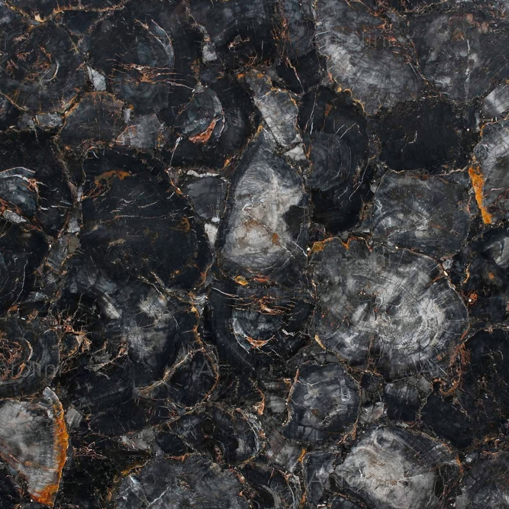 Black Petrified Wood