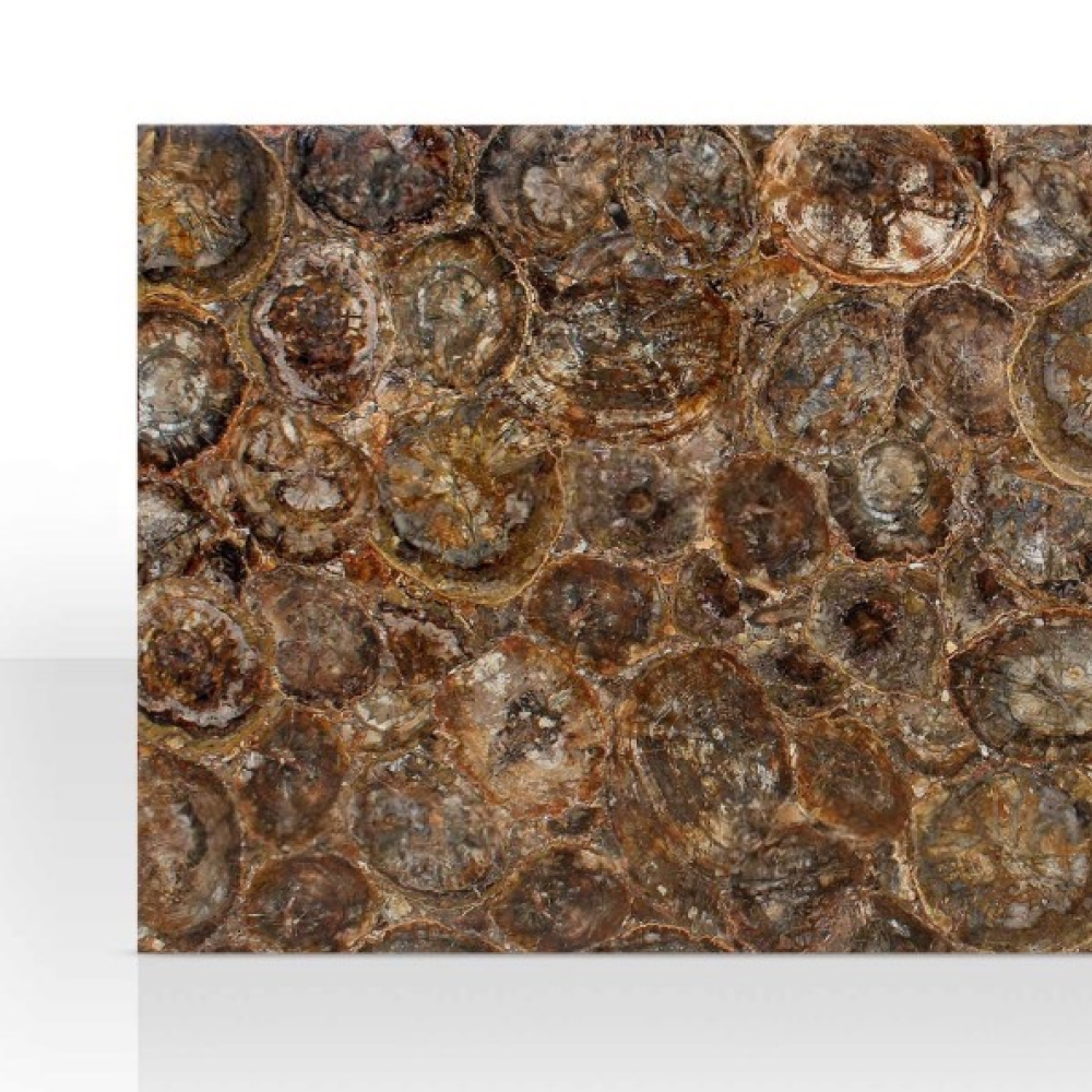 Brown Petrified Wood - Image 5