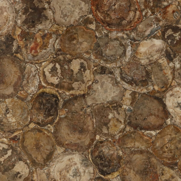 Brown Petrified Wood