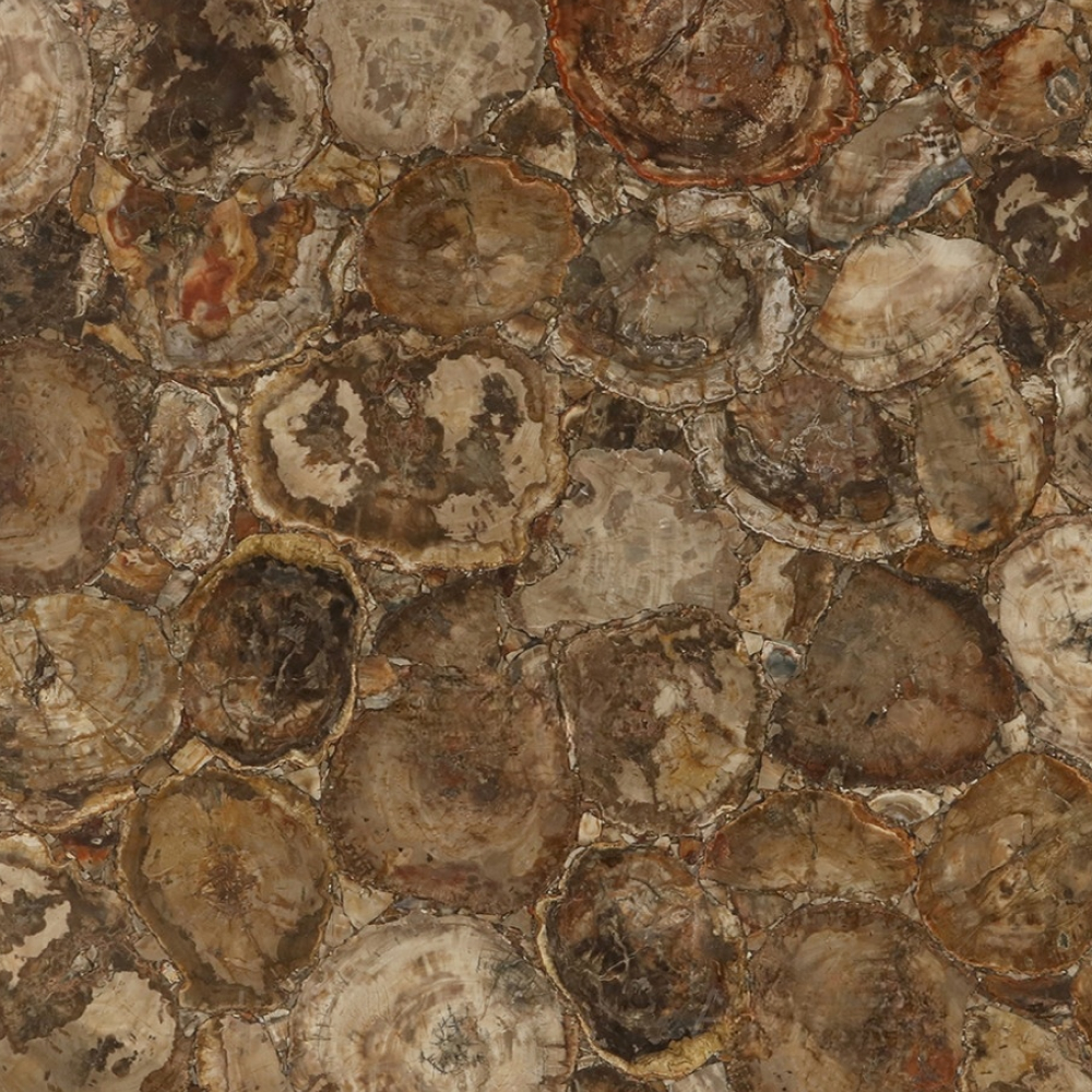 Brown Petrified Wood