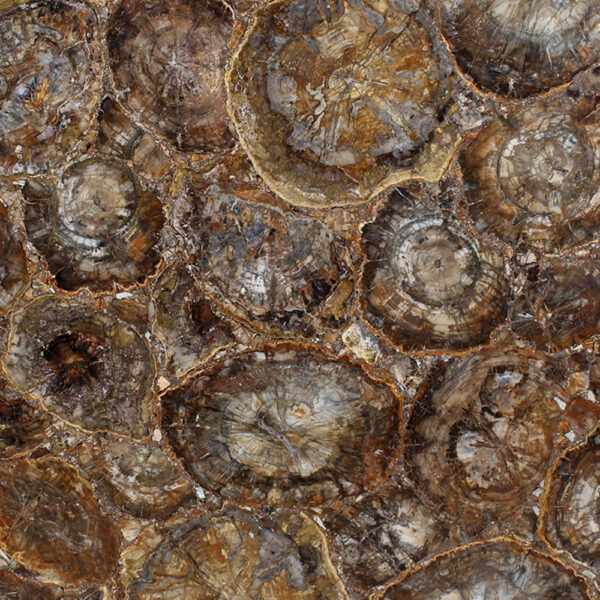 Brown Petrified Wood