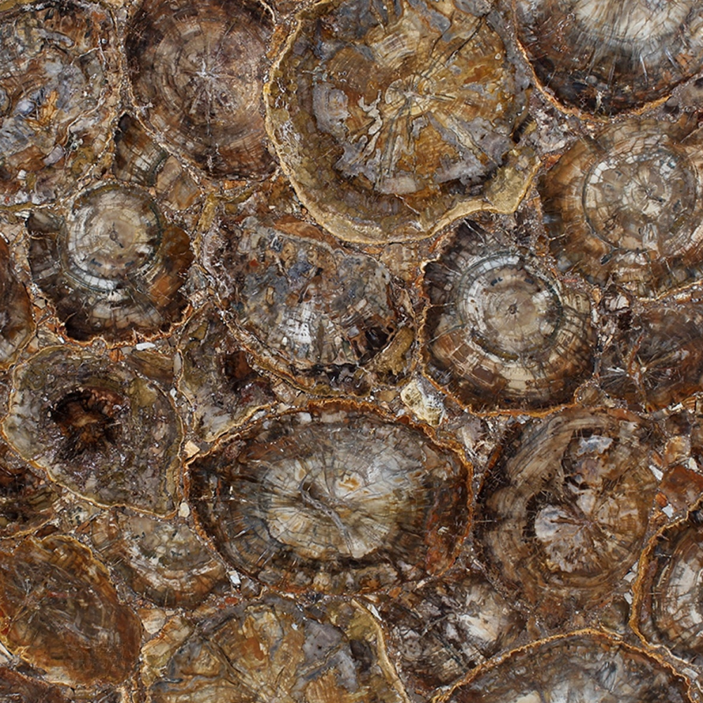 Brown Petrified Wood