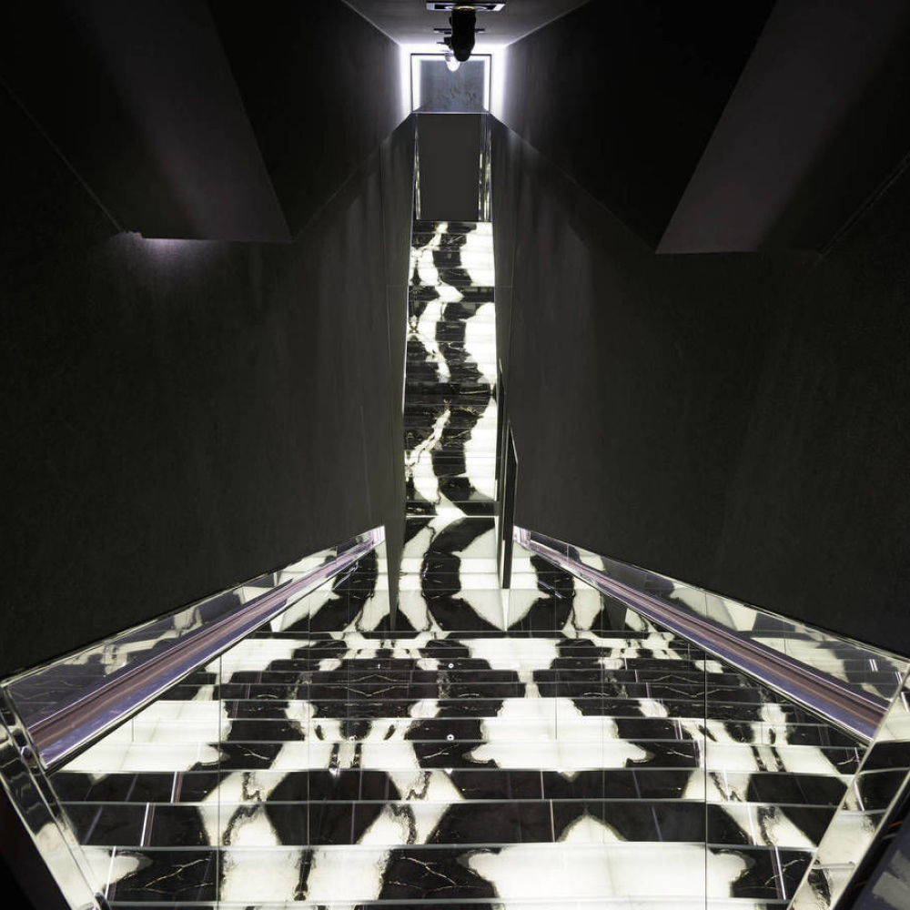 Dalmata - Image 4