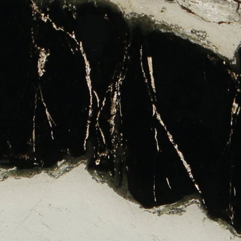 Dalmata - Image 2