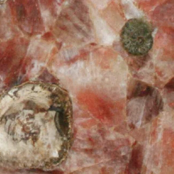 Fossilized Haematoid Quartz