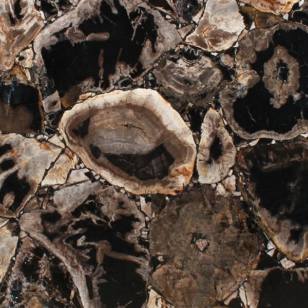 Fancyblack Petrified Wood