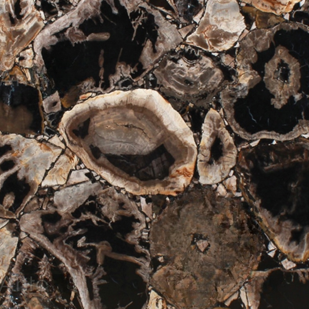 Fancyblack Petrified Wood