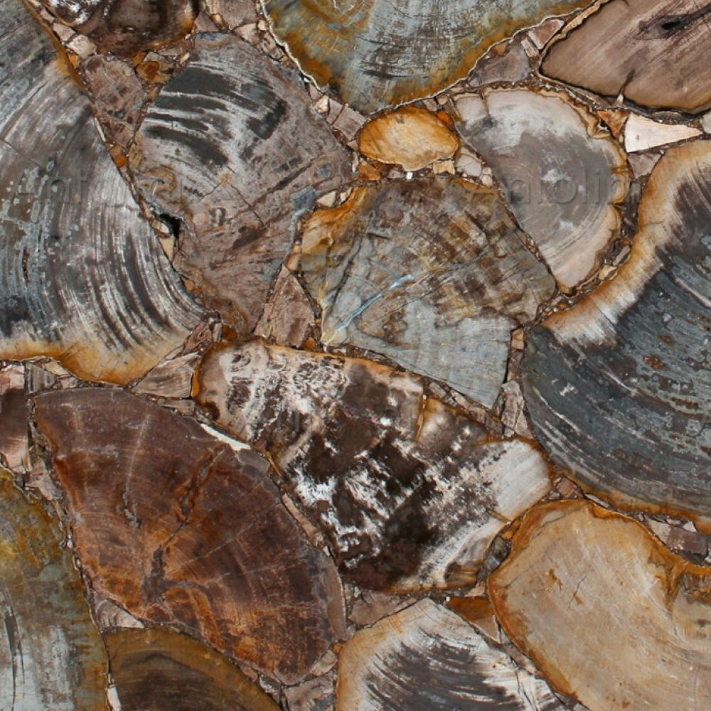 Fancylight Petrified Wood