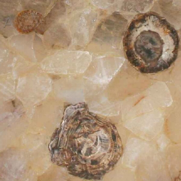 Fossilized Quartz