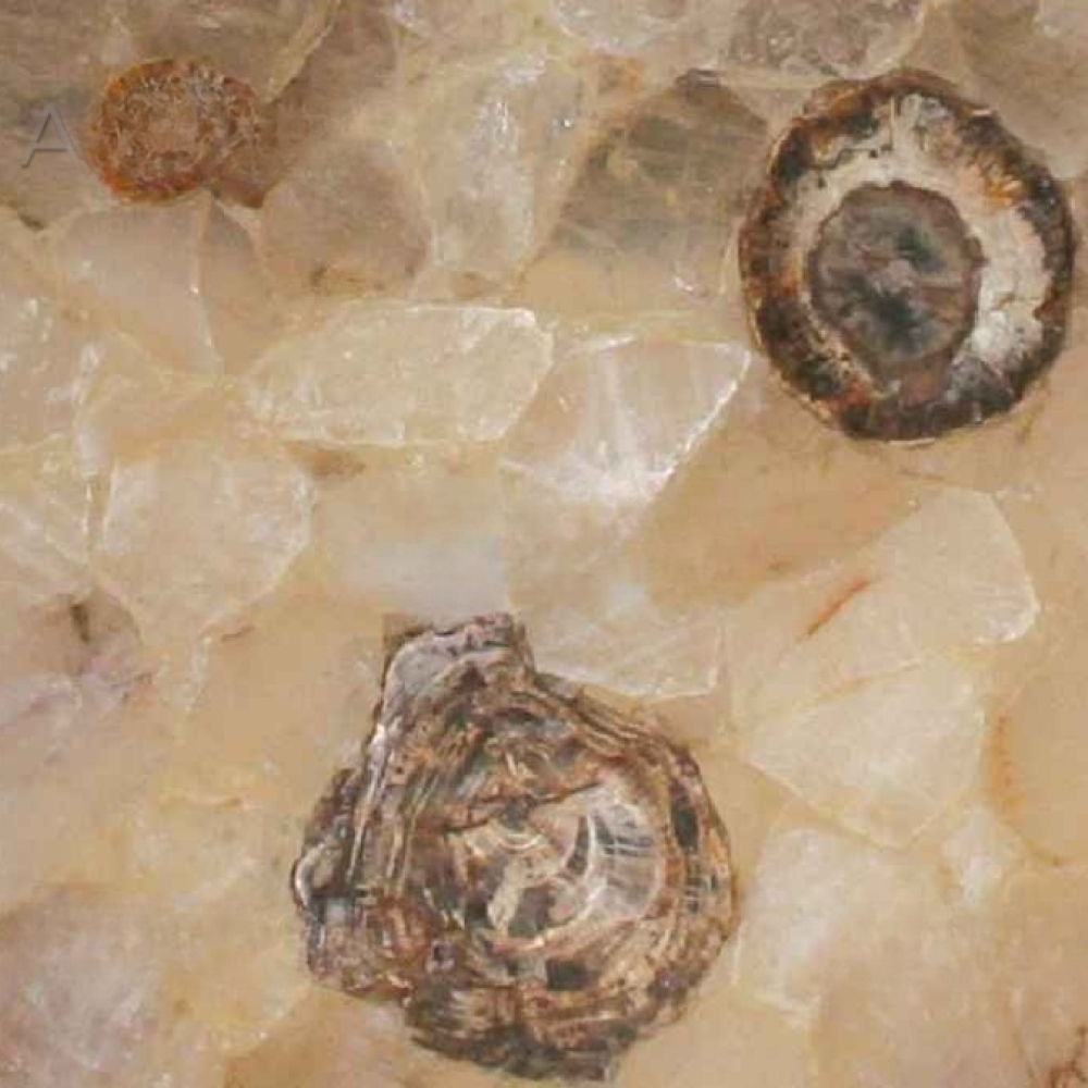 Fossilized Quartz