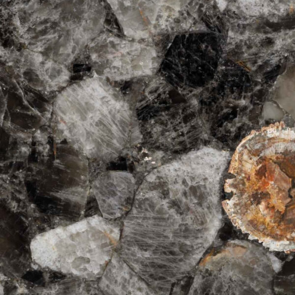 Fossilized Smoky Quartz