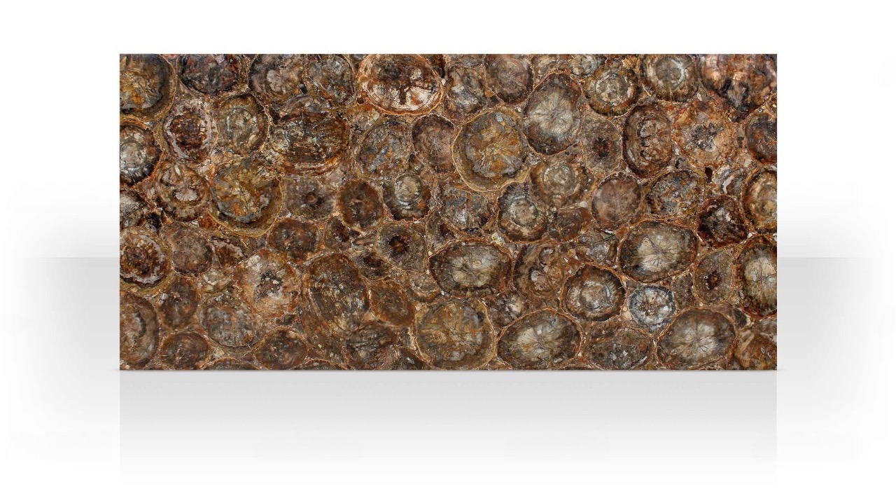 Brown Petrified Wood - Image 6